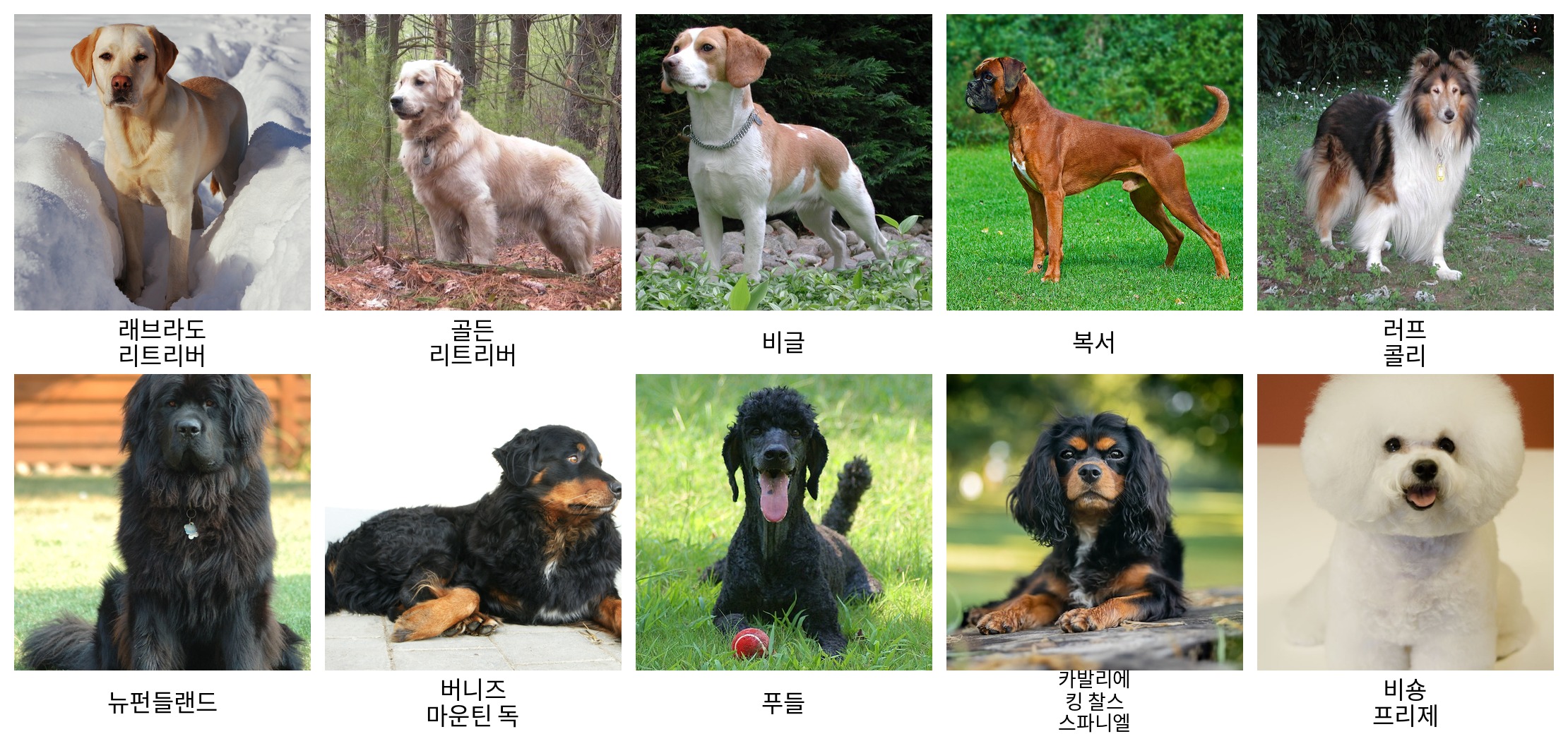 여러 견종의 사진을 모은 비교표