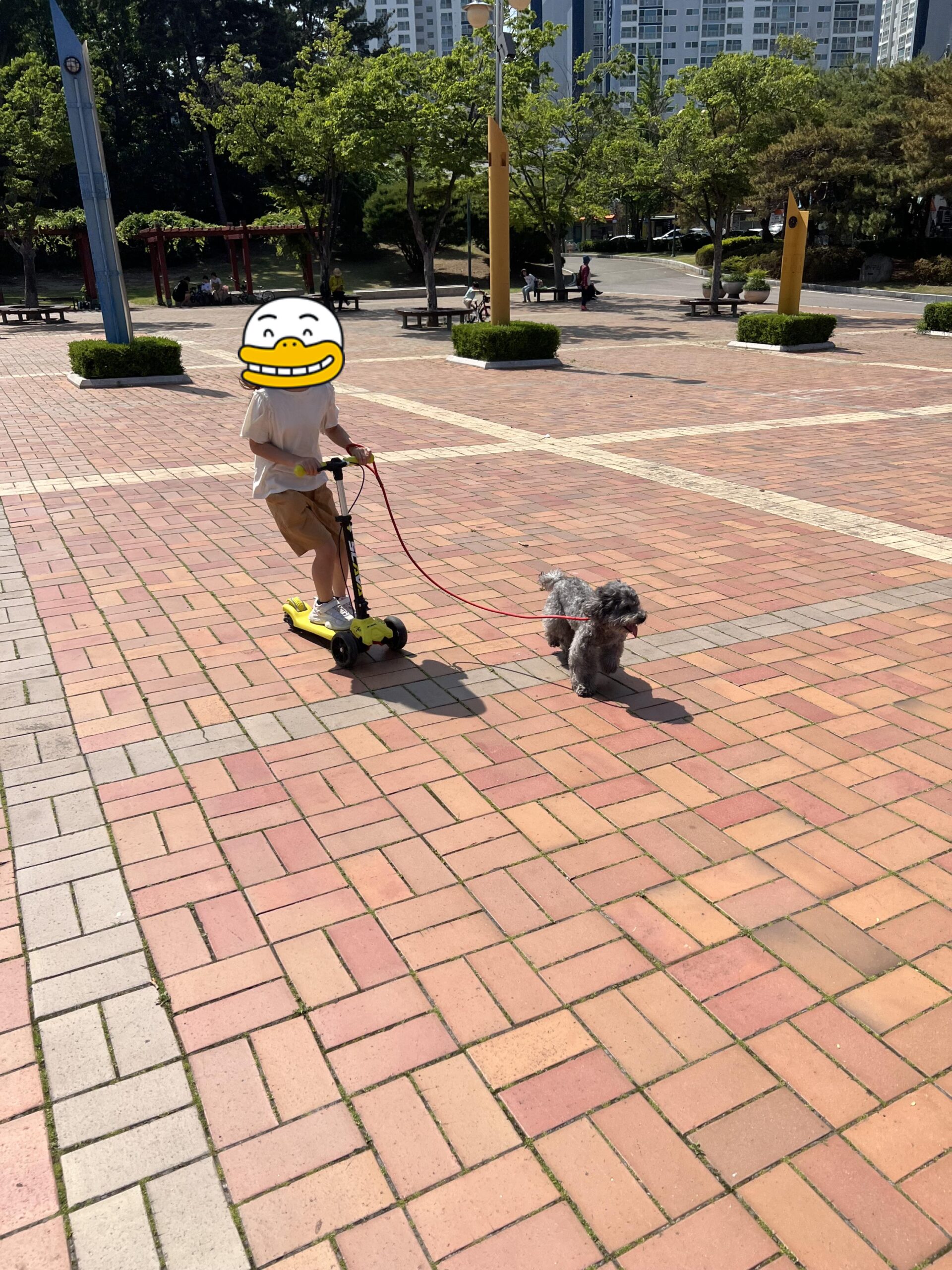 공원에서 보호자와 거리 두고 연습하는 강아지