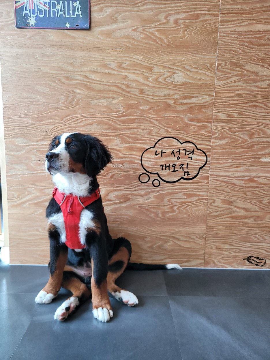 빨간 가슴줄을 착용하고 앉은 강아지