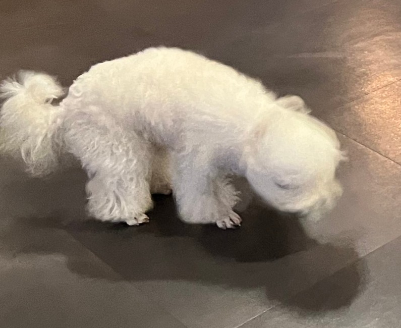 실내 바닥의 냄새를 맡는 흰 강아지